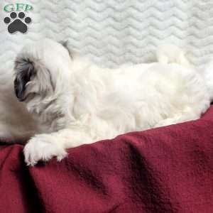 Molly, Maltipoo Puppy