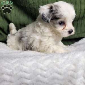 Molly, Maltipoo Puppy