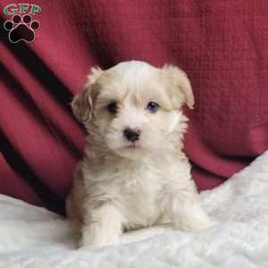 Marley, Maltipoo Puppy
