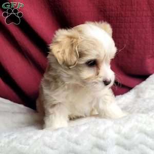 Marley, Maltipoo Puppy
