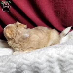 Marley, Maltipoo Puppy