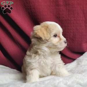 Marley, Maltipoo Puppy
