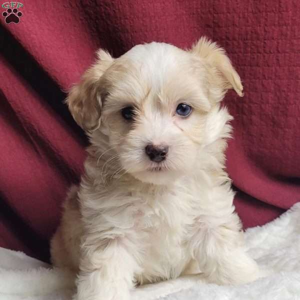 Marley, Maltipoo Puppy