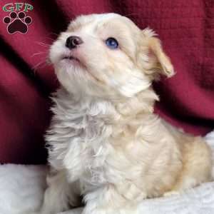 Marley, Maltipoo Puppy