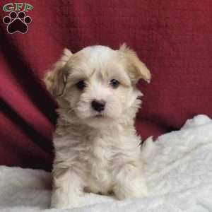 Marley, Maltipoo Puppy