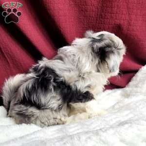Ranger, Maltipoo Puppy