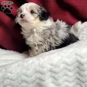 Ranger, Maltipoo Puppy