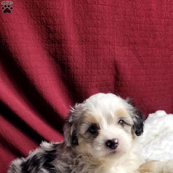 Ranger, Maltipoo Puppy