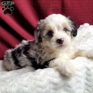 Ranger, Maltipoo Puppy