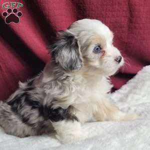 Ranger, Maltipoo Puppy