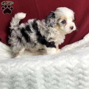 Ranger, Maltipoo Puppy