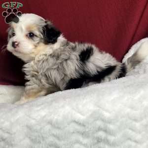 Ranger, Maltipoo Puppy
