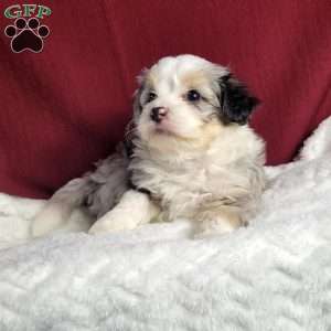 Ranger, Maltipoo Puppy