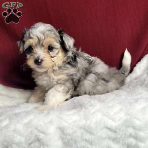 Rufus, Maltipoo Puppy