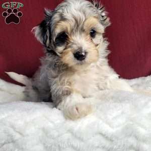 Rufus, Maltipoo Puppy