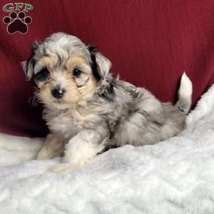 Rufus, Maltipoo Puppy