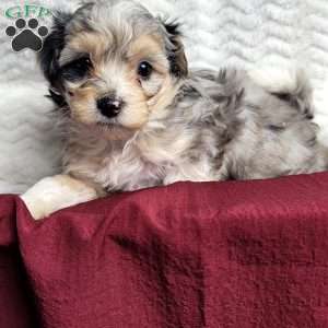 Rufus, Maltipoo Puppy