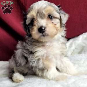Rufus, Maltipoo Puppy
