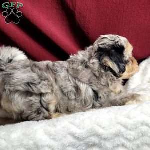 Rufus, Maltipoo Puppy