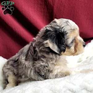 Rufus, Maltipoo Puppy