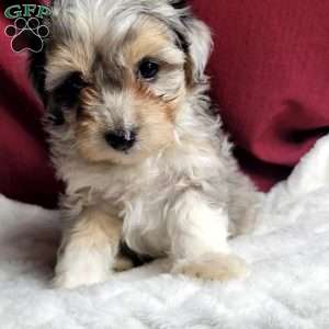 Rufus, Maltipoo Puppy
