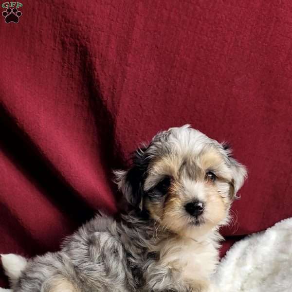 Rufus, Maltipoo Puppy