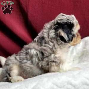 Rufus, Maltipoo Puppy