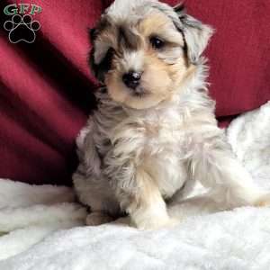 Rufus, Maltipoo Puppy