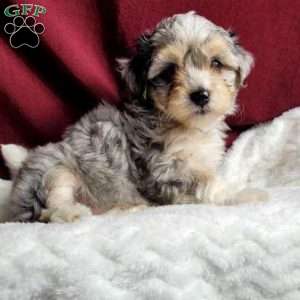 Rufus, Maltipoo Puppy