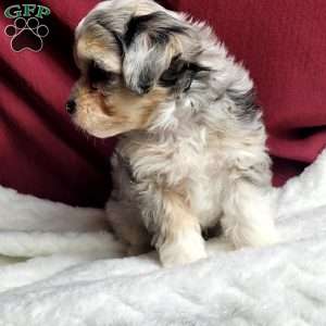 Rufus, Maltipoo Puppy