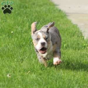 Bianca, Beabull Puppy