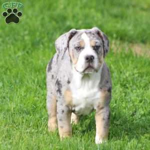 Bianca, Beabull Puppy