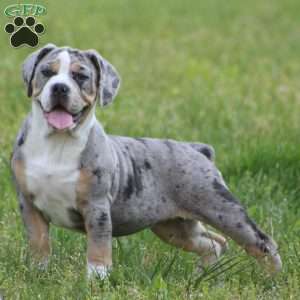 Bianca, Beabull Puppy