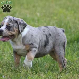 Bianca, Beabull Puppy