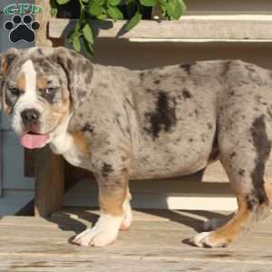 Bianca, Beabull Puppy