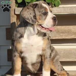 Bianca, Beabull Puppy