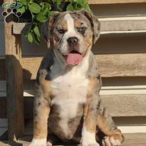Bianca, Beabull Puppy