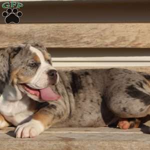 Bianca, Beabull Puppy