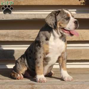 Bianca, Beabull Puppy