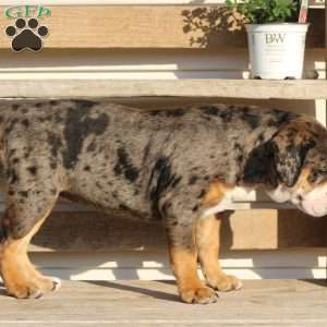 Molly, Beabull Puppy