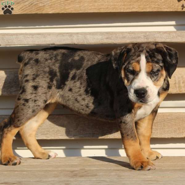 Molly, Beabull Puppy