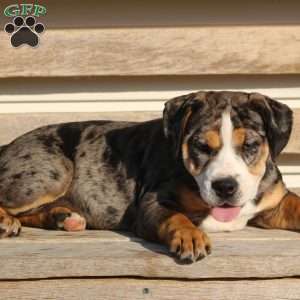 Molly, Beabull Puppy