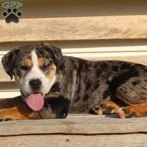 Molly, Beabull Puppy