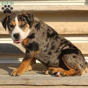 Molly, Beabull Puppy