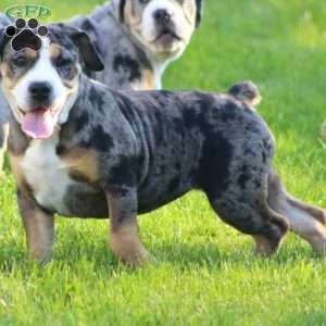 Molly, Beabull Puppy