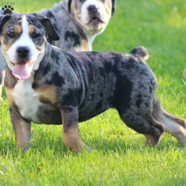 Molly, Beabull Puppy