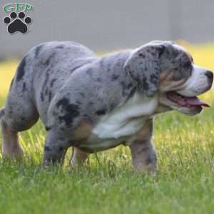 Bianca, Beabull Puppy