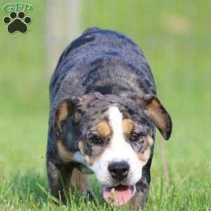 Molly, Beabull Puppy