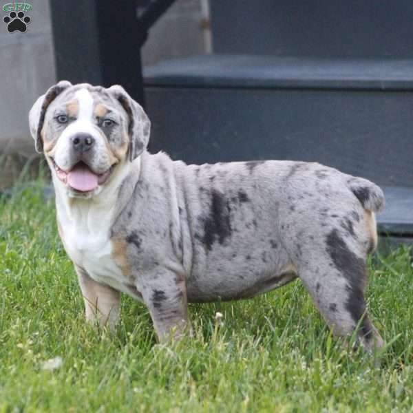 Bianca, Beabull Puppy
