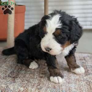 Scotty, Bernedoodle Puppy